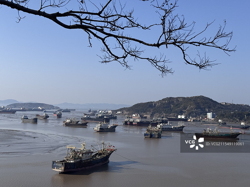 枯树海滩图片素材