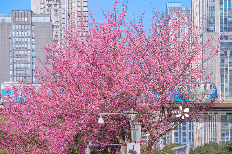 重庆金童路的梅花图片素材