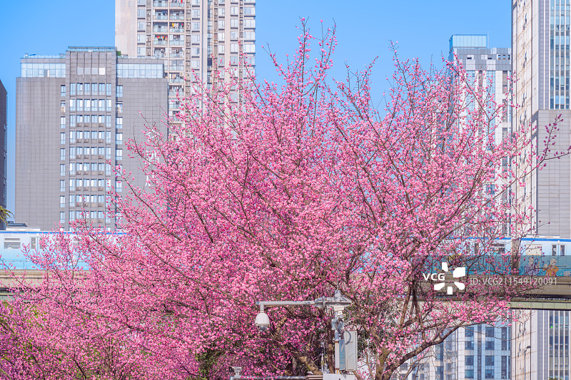 重庆金童路开往春天的列车图片素材