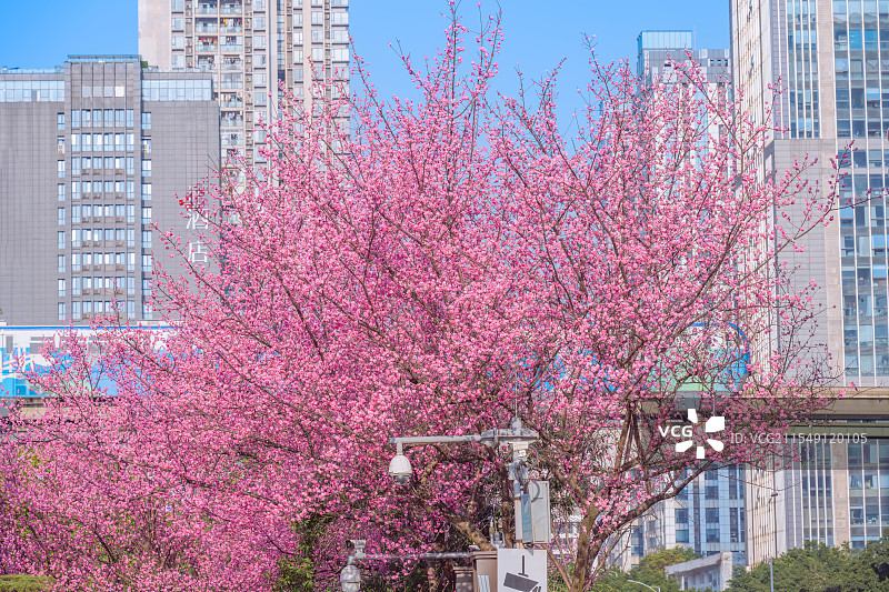 重庆金童路开往春天的列车图片素材