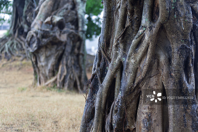 广东省梅州市丰顺县汤南镇新楼村“种玉（点在右上角）上围”古村落五丛榕以及360年树龄的榕树气根图片素材