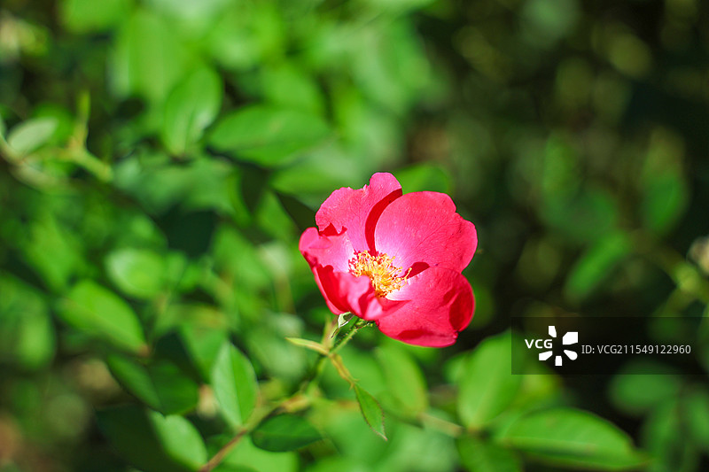 法国蔷薇，特写，背景图图片素材