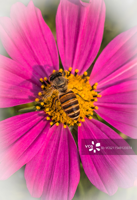 采蜜中图片素材