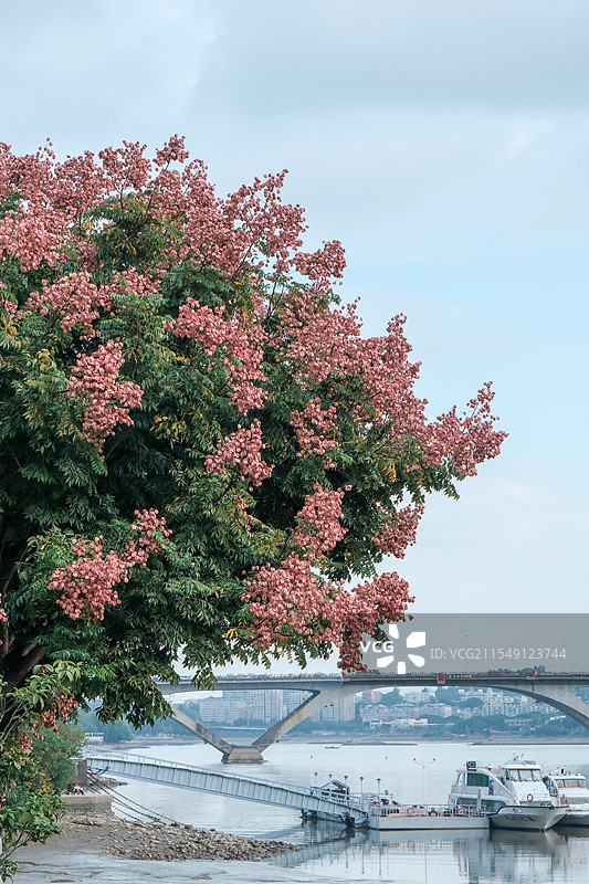 福州滨江公园栾树花开城市风光图片素材