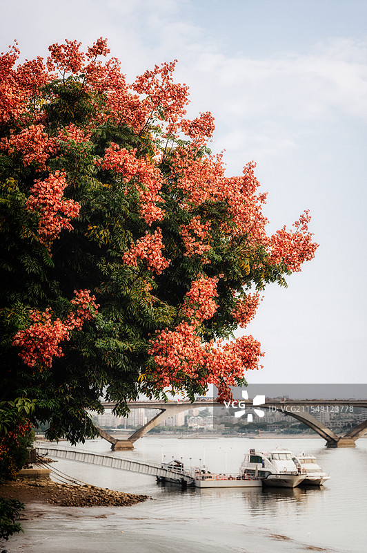 福州滨江公园栾树花开城市风光图片素材