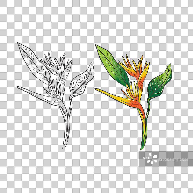 手绘鹦鹉螺植物图鉴图片素材
