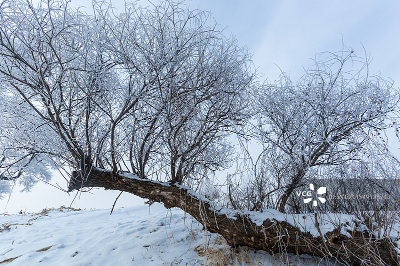 吉林市龙潭区雾凇岛雾松奇观图片素材