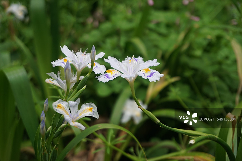 蟹爪兰图片素材