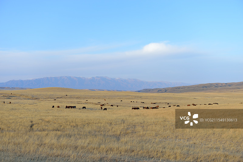 甘肃省张掖市山丹县山丹军马场草原冬季风景图片素材