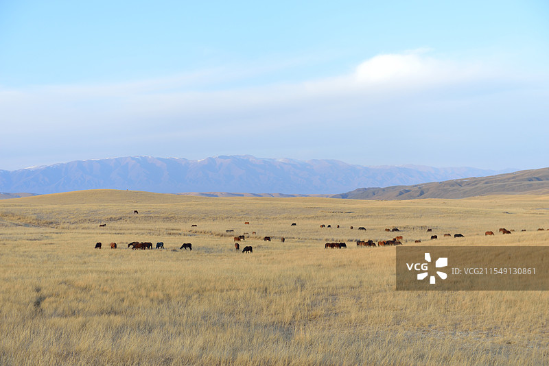 甘肃省张掖市山丹县山丹军马场草原冬季风景图片素材