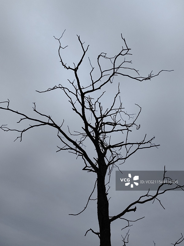 枯藤老树昏鸦图片素材