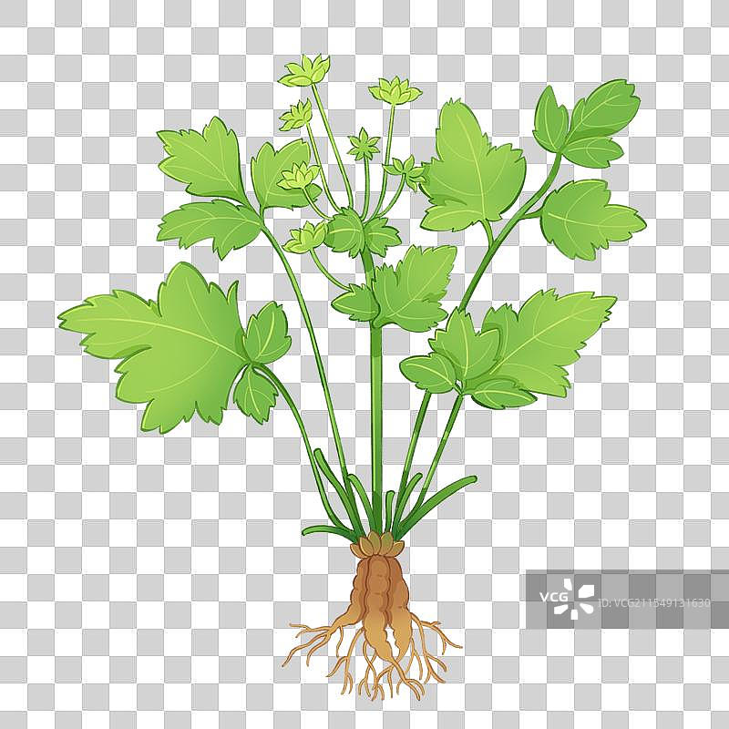 中草药黄连插画图片素材