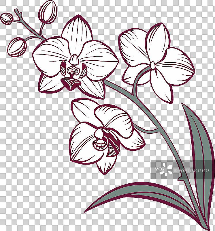 兰花 1图片素材