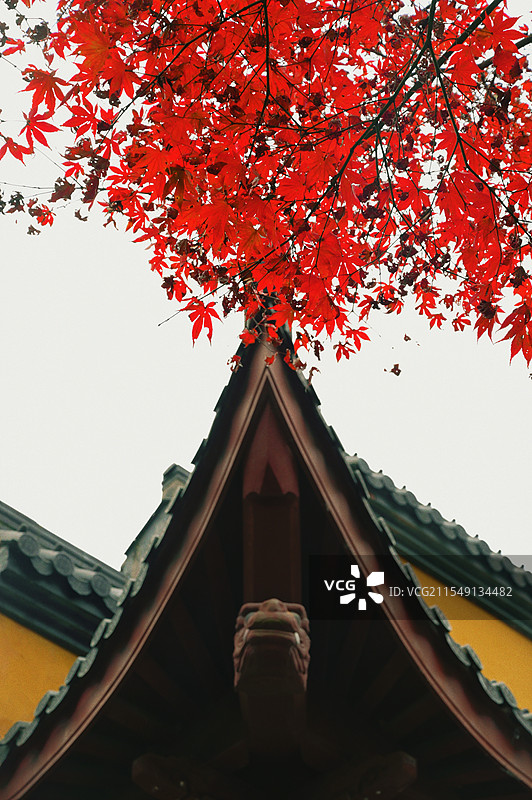 杭州永福寺檐角红枫图片素材