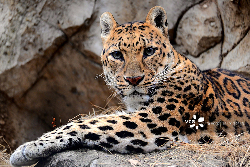 来自美洲豹的凝视图片素材