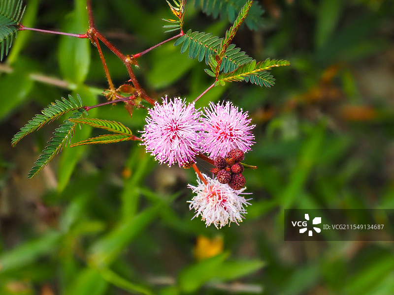 正在开花的含羞草图片素材