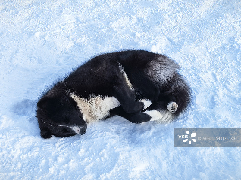 雪地里的狗狗图片素材