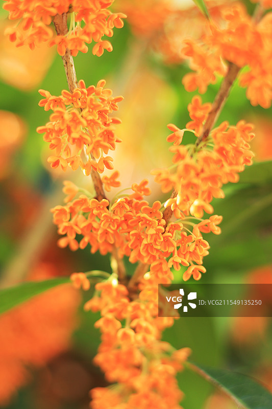 桂花香 橙色图片素材