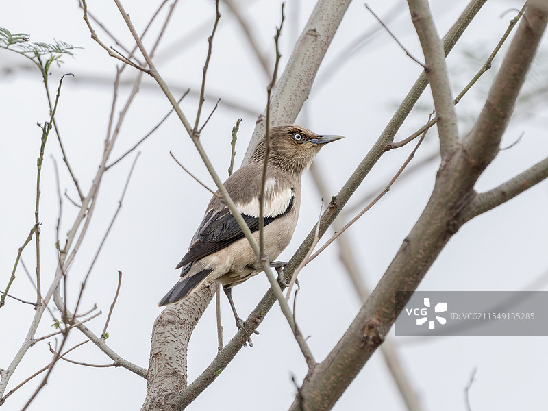 枯树上的小鸟图片素材