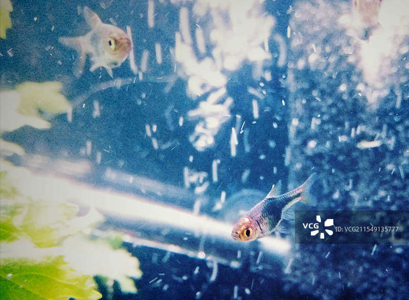 水族鱼缸鱼图片素材