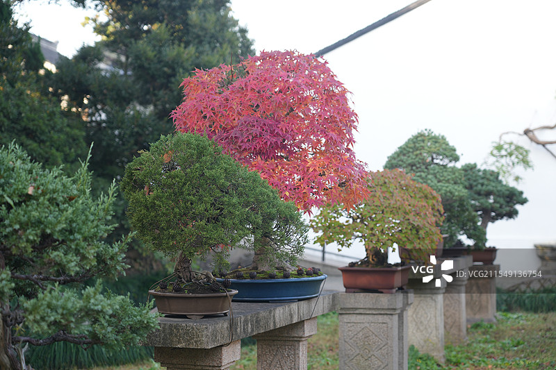 苏州拙政园里的红色枫叶盆景图片素材