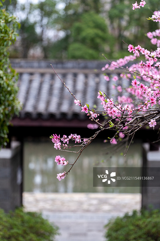 中式园林盛开的桃花图片素材
