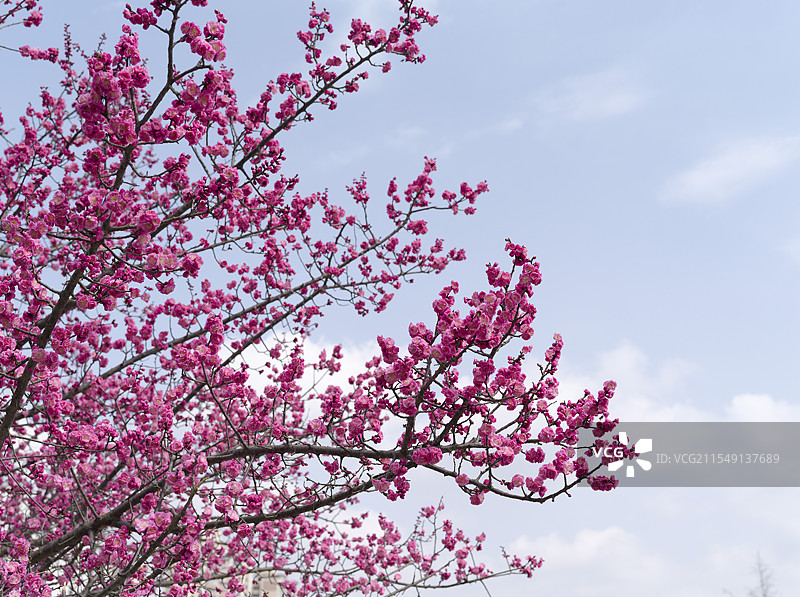 春天来了红色迎春花开放图片素材