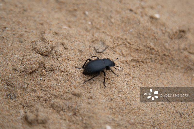 沙滩上的甲虫特写镜头图片素材
