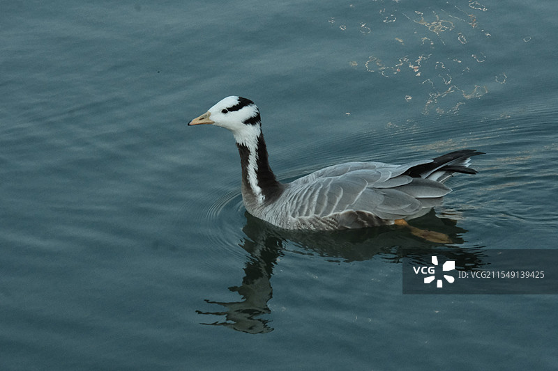 吃饱的斑头雁图片素材