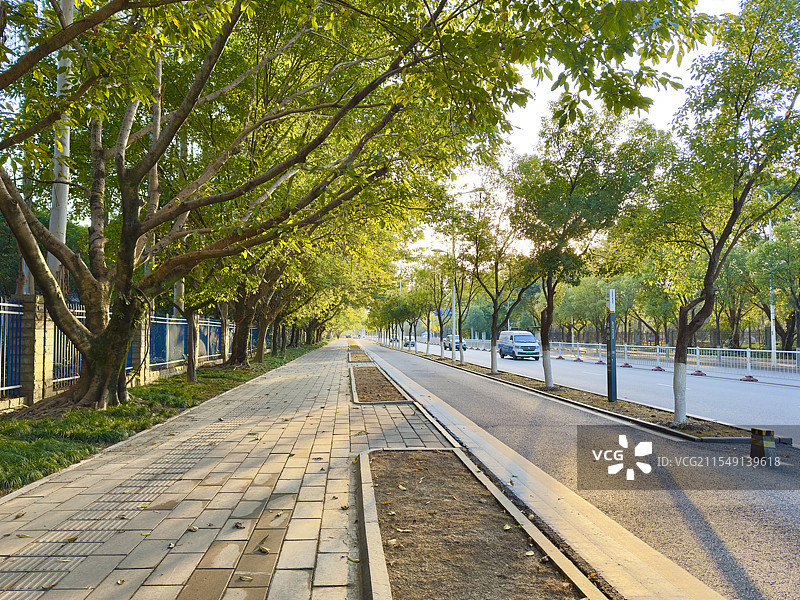 阳光透过树木照在路上图片素材