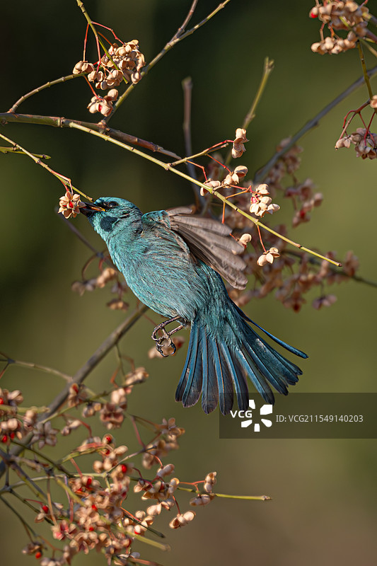 铜蓝鹟图片素材