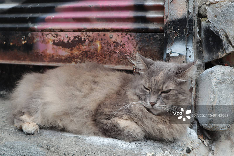 土耳其伊斯坦布尔街头的猫咪特写图片素材