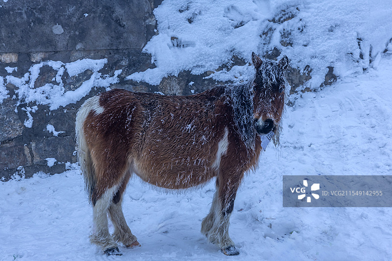 雪地里的小马驹图片素材