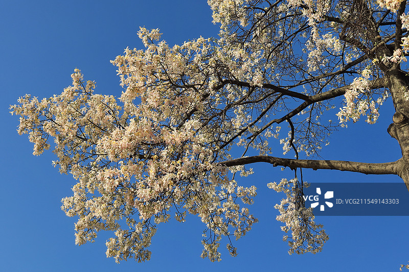 美丽异木棉图片素材