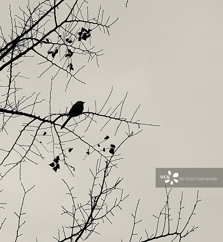 寒枝栖鹊影图片素材