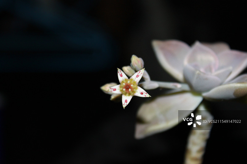 多肉植物开花图片素材