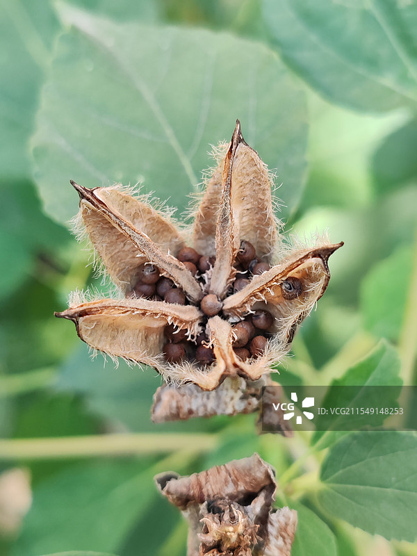 芙蓉葵的怀抱图片素材