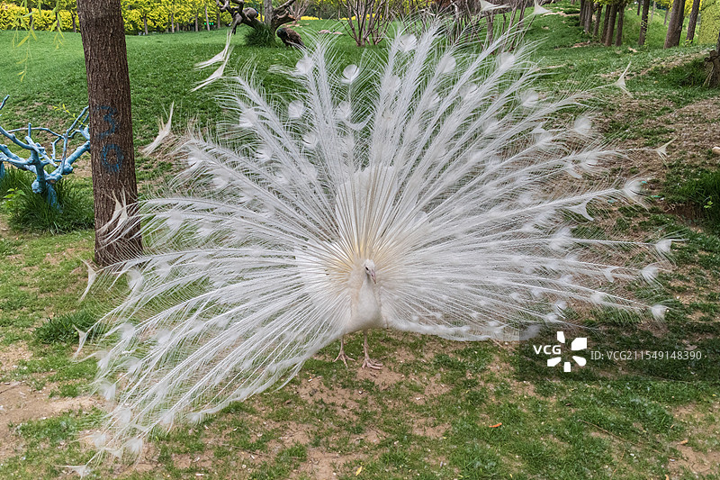 白孔雀开屏图片素材