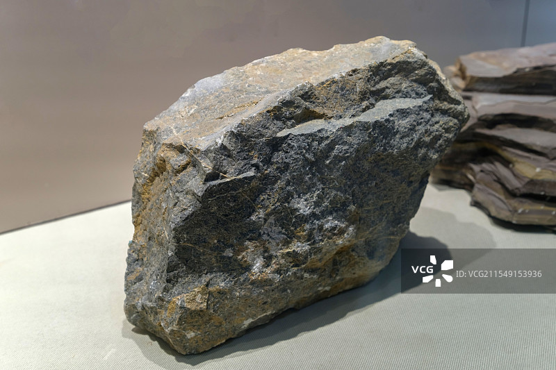 灰色鲕粒灰岩 济南市长清产 山东地质博物馆图片素材