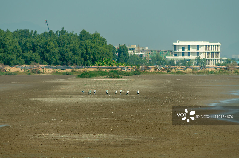 新会银湖湾湿地公园附近的芦苇荡图片素材