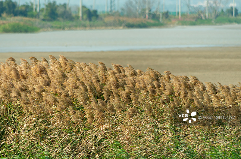新会银湖湾湿地公园附近的芦苇荡图片素材
