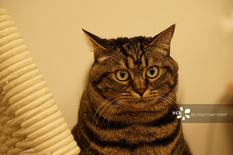 家猫狸花猫图片素材