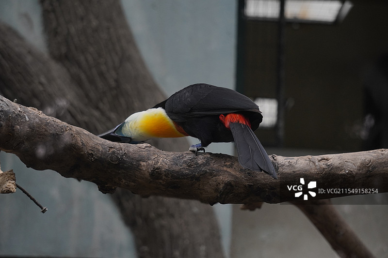 上海动物园-在横木上玩耍的凹嘴巨嘴鸟特写镜头图片素材
