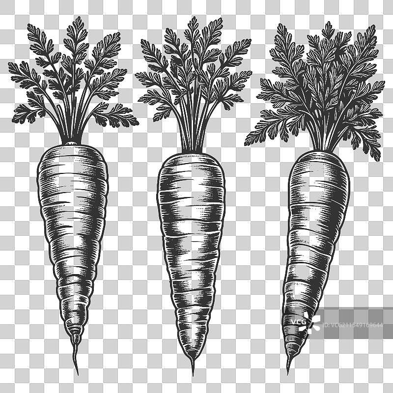 胡萝卜雕刻素描图片素材