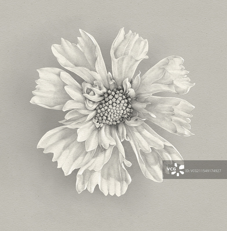 波斯菊植物写实插画图片素材