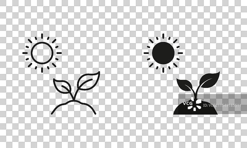 阳光与植物生长的轮廓线和剪影图片素材