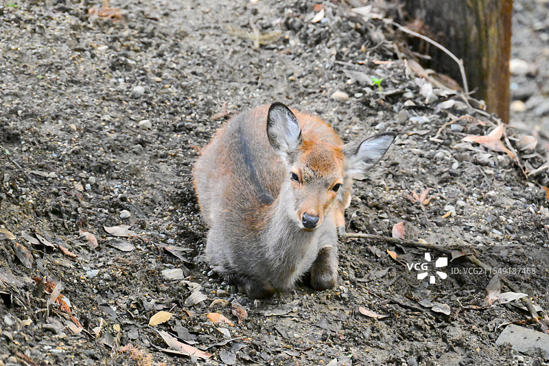 日本奈良公园小鹿图片素材