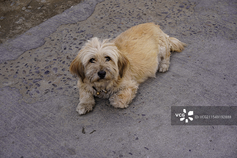 街头小狗图片素材