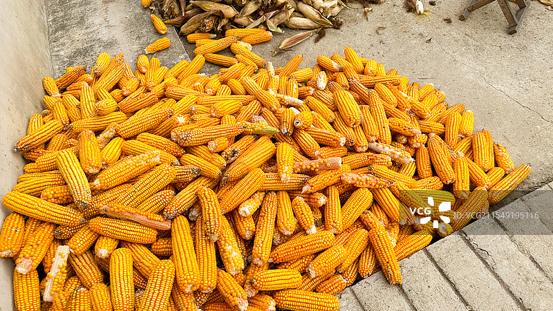 玉米大丰收农作物图片素材