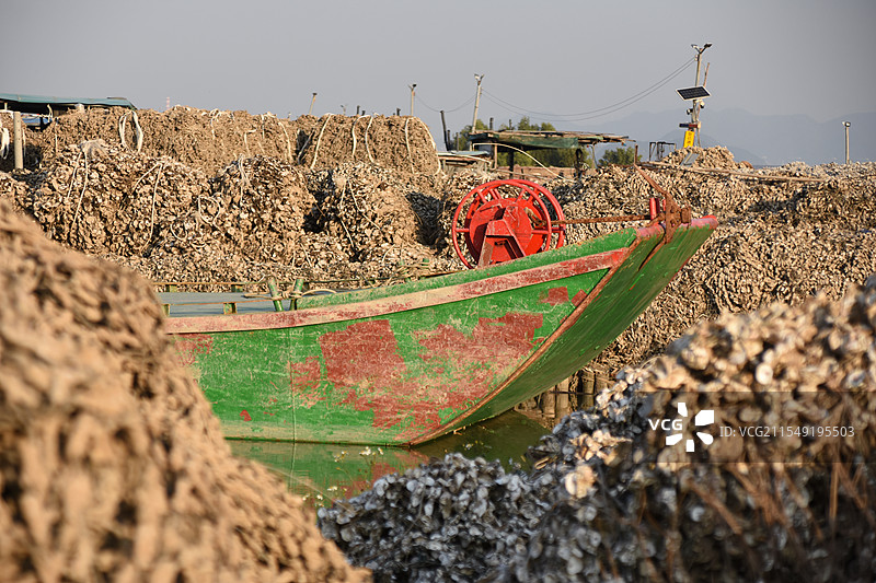 生蚝养殖图片素材